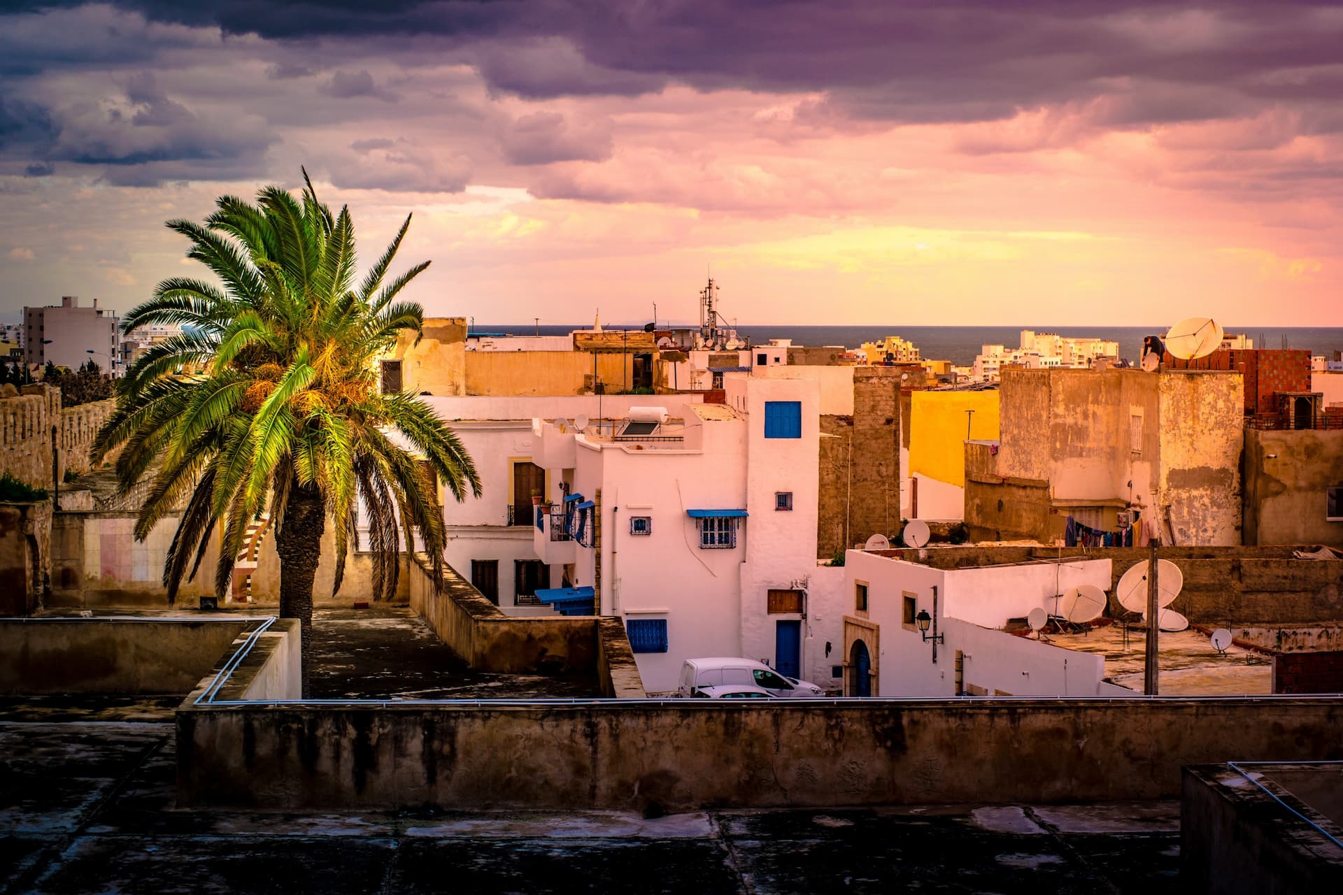 A palm tree stands among rooftops with buildings and a distant view of the sea under a cloudy sky. - Olive Oil Times