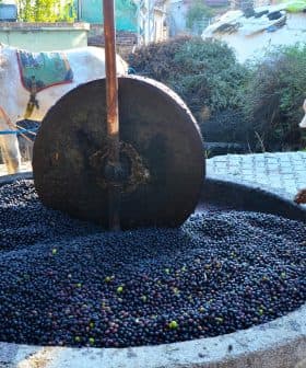 Man operating a traditional olive press with a horse in the background and olives in a stone basin. - Olive Oil Times