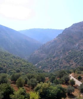 A scenic view of an olive grove situated in a mountainous area with hills and valleys. - Olive Oil Times