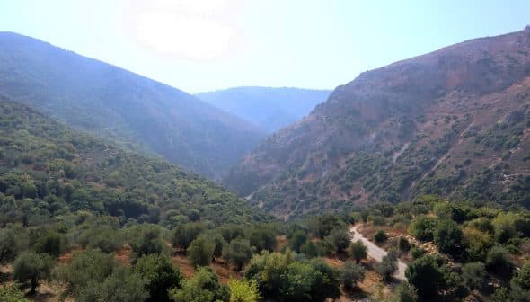 A scenic view of an olive grove situated in a mountainous area with hills and valleys. - Olive Oil Times