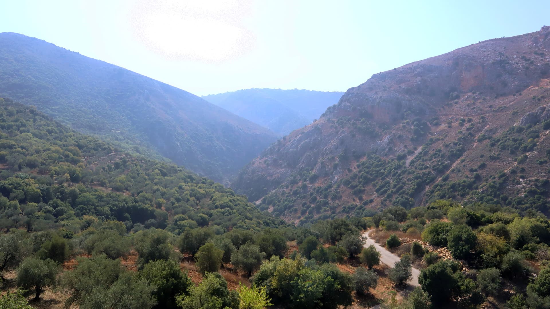 A scenic view of an olive grove situated in a mountainous area with hills and valleys. - Olive Oil Times