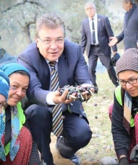 A group of four individuals, including a man and three women, holding olives during an olive harvest. - Olive Oil Times