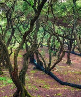 A grove of olive trees with twisting trunks and a carpet of green ground cover. - Olive Oil Times