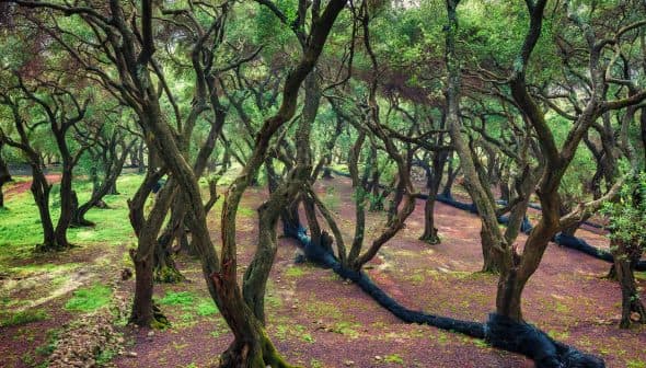 A grove of olive trees with twisting trunks and a carpet of green ground cover. - Olive Oil Times