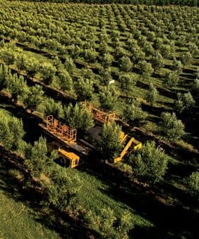 Aerial view of an olive orchard featuring rows of olive trees and harvesting machinery. - Olive Oil Times