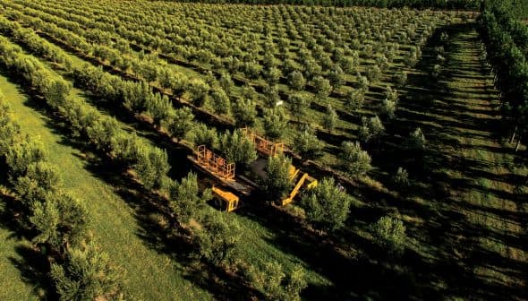 Aerial view of an olive orchard featuring rows of olive trees and harvesting machinery. - Olive Oil Times