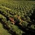 Aerial view of an olive orchard featuring rows of olive trees and harvesting machinery. - Olive Oil Times