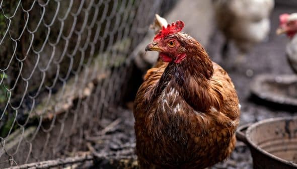 A brown chicken with a red comb standing near a fence in a coop environment. - Olive Oil Times