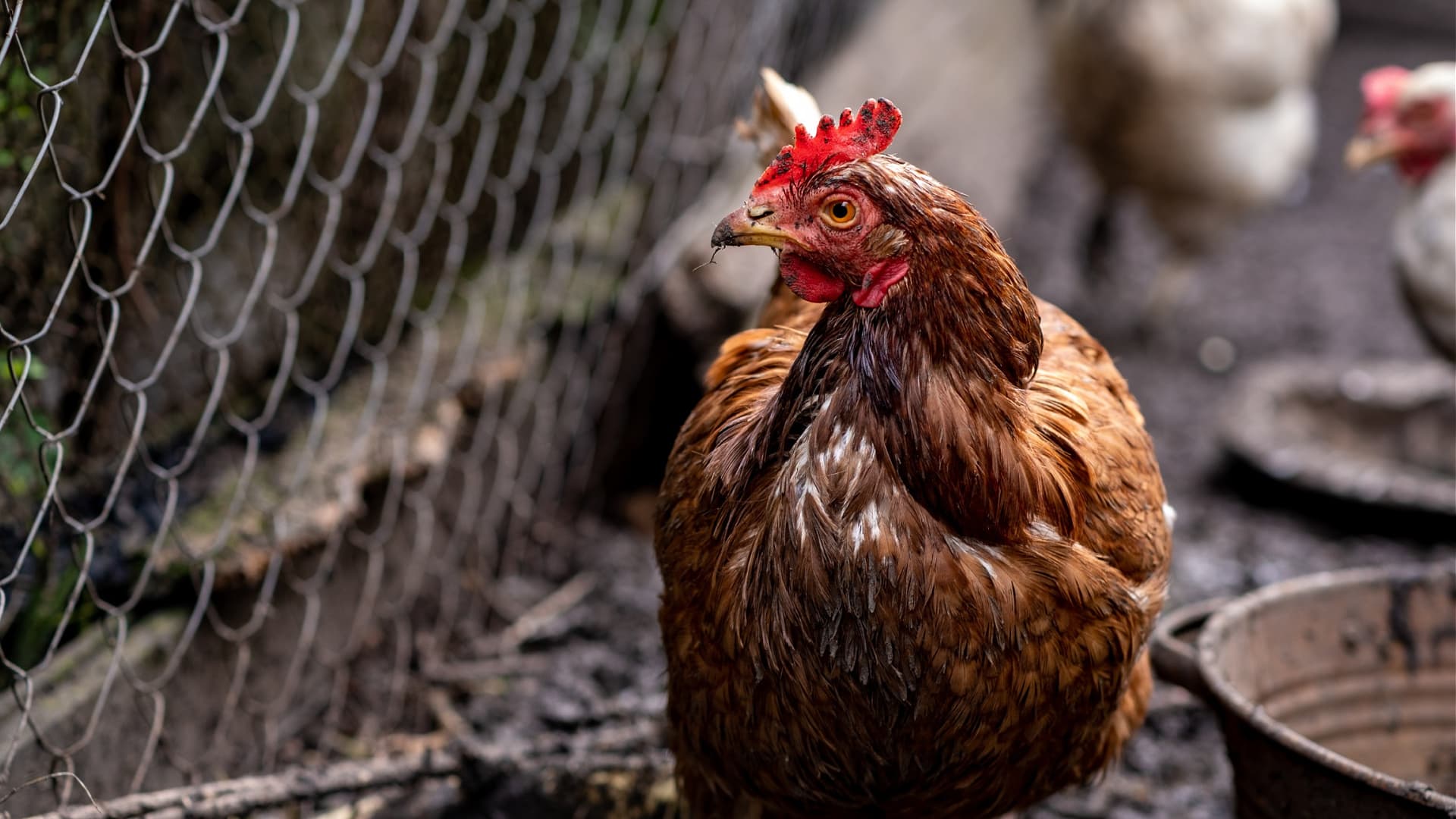 A brown chicken with a red comb standing near a fence in a coop environment. - Olive Oil Times