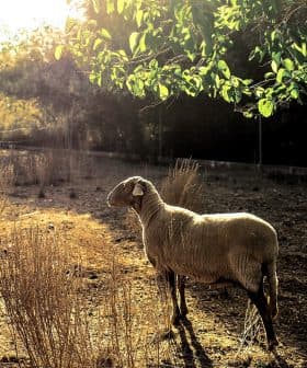 A sheep standing in a field with dry grass and sunlight filtering through trees. - Olive Oil Times