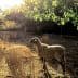 A sheep standing in a field with dry grass and sunlight filtering through trees. - Olive Oil Times