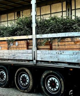 Truck transporting wooden crates filled with olive branches on a flatbed trailer. - Olive Oil Times
