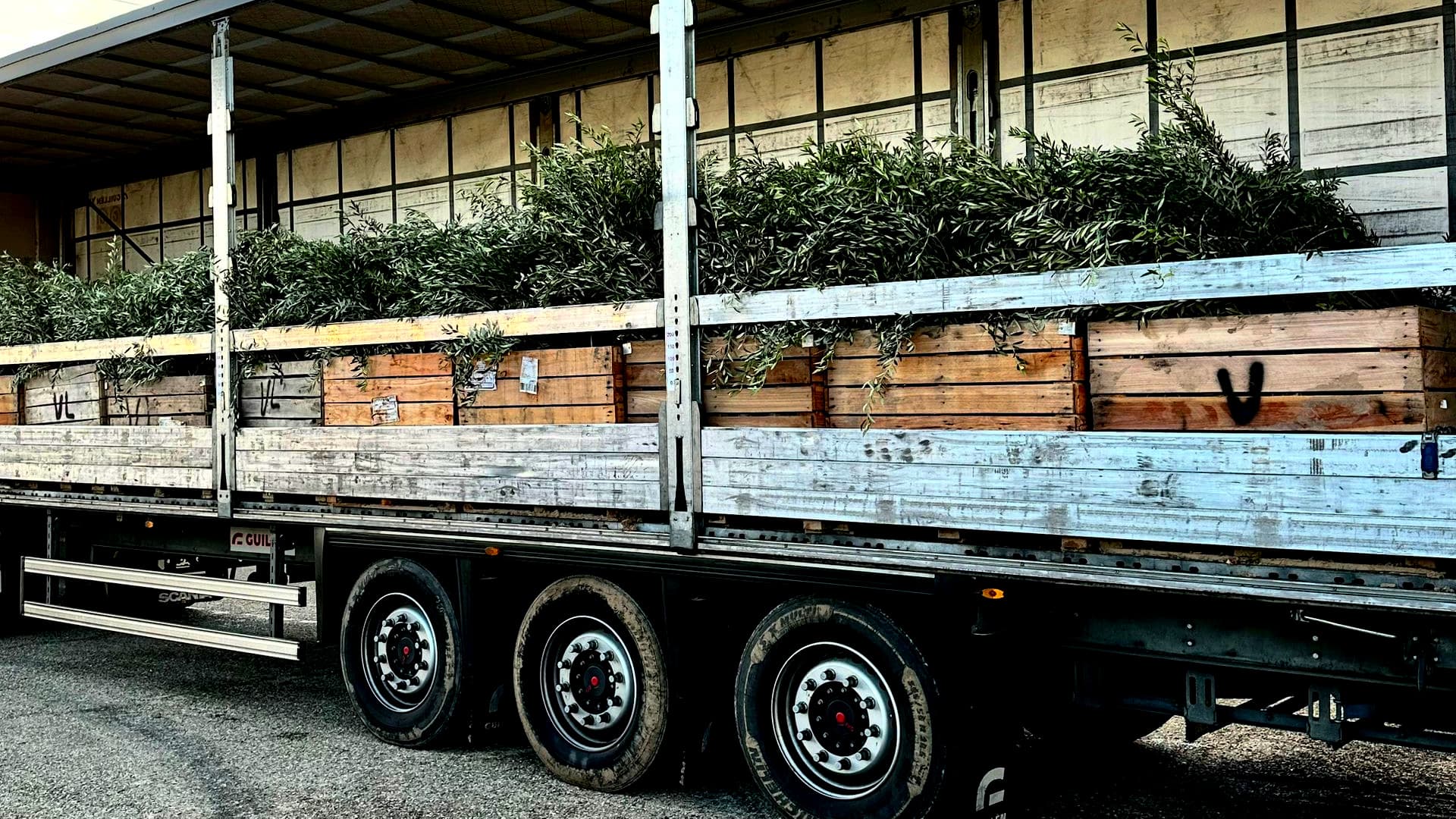 Truck transporting wooden crates filled with olive branches on a flatbed trailer. - Olive Oil Times