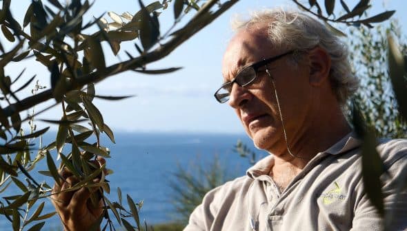 A man examining an olive tree branch while standing outdoors near the sea. - Olive Oil Times