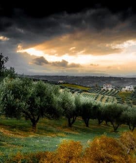 Olive trees in a landscape during sunset with a cloudy sky and distant hills. - Olive Oil Times