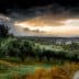 Olive trees in a landscape during sunset with a cloudy sky and distant hills. - Olive Oil Times