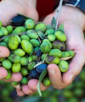 Two hands holding a mix of green and black olives with leaves, freshly harvested. - Olive Oil Times