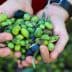 Two hands holding a mix of green and black olives with leaves, freshly harvested. - Olive Oil Times