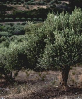 An olive tree with dense foliage growing in a grove, surrounded by other olive trees. - Olive Oil Times