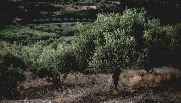 An olive tree with dense foliage growing in a grove, surrounded by other olive trees. - Olive Oil Times