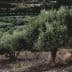 An olive tree with dense foliage growing in a grove, surrounded by other olive trees. - Olive Oil Times