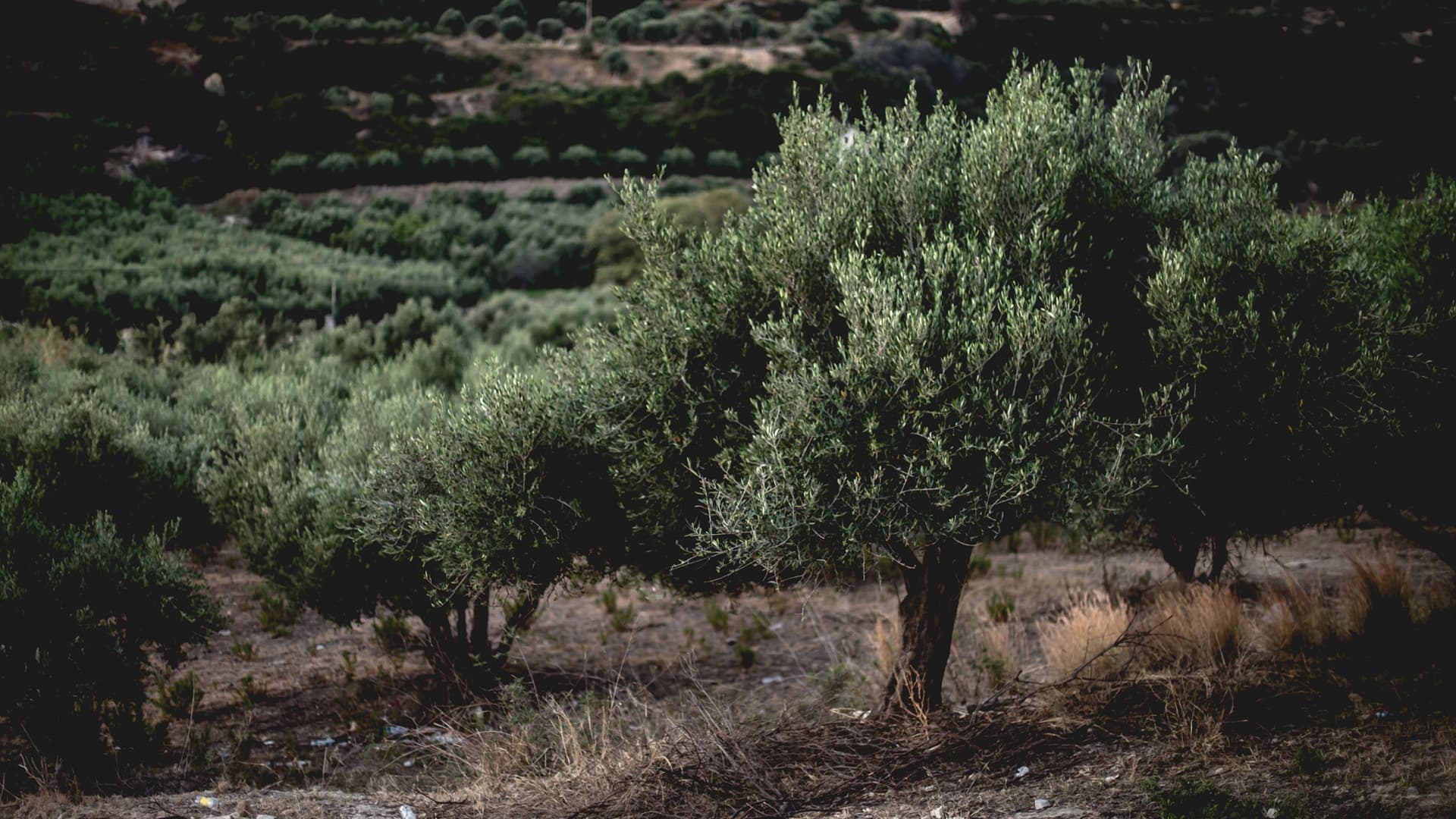 An olive tree with dense foliage growing in a grove, surrounded by other olive trees. - Olive Oil Times