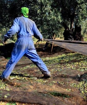 Person in blue overalls collecting olives on a net in an olive grove. - Olive Oil Times