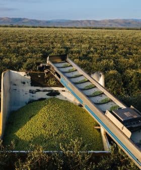 Olive harvesting machine collecting olives from a field with mountains in the background. - Olive Oil Times