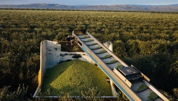 Olive harvesting machine collecting olives from a field with mountains in the background. - Olive Oil Times
