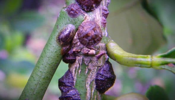 Close-up view of scale insects attached to a green plant stem, showing their distinct shapes and textures. - Olive Oil Times
