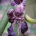 Close-up view of scale insects attached to a green plant stem, showing their distinct shapes and textures. - Olive Oil Times