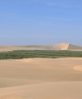 A vast desert landscape featuring rolling sand dunes and a green oasis in the center. - Olive Oil Times