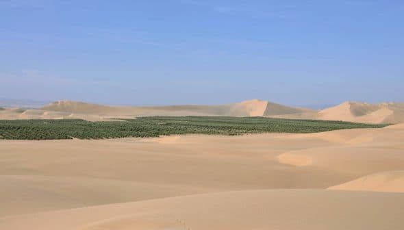 A vast desert landscape featuring rolling sand dunes and a green oasis in the center. - Olive Oil Times
