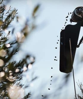 Olive oil extraction equipment with oil dripping from a spout in an olive grove. - Olive Oil Times