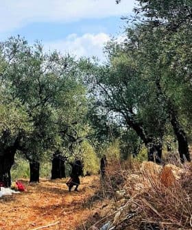 Olive trees in a grove with individuals engaged in harvesting activities on the ground. - Olive Oil Times