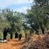 Olive trees in a grove with individuals engaged in harvesting activities on the ground. - Olive Oil Times
