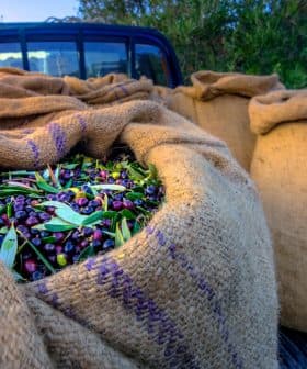 Burlap sacks filled with freshly harvested olives in a pickup truck bed. - Olive Oil Times
