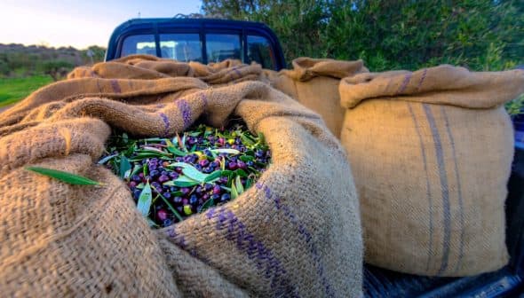 Burlap sacks filled with freshly harvested olives in a pickup truck bed. - Olive Oil Times