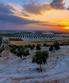 Olive trees in a landscape with rows of olive plants under a sunset sky. - Olive Oil Times