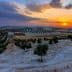 Olive trees in a landscape with rows of olive plants under a sunset sky. - Olive Oil Times