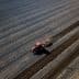 Red tractor tilling soil in a large agricultural field with distinct rows. - Olive Oil Times