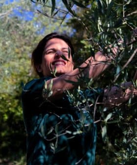 Woman smiling while harvesting olives from an olive tree in a natural setting. - Olive Oil Times
