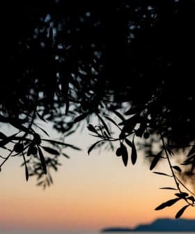Silhouette of olive branches against a sunset sky with orange and blue hues. - Olive Oil Times