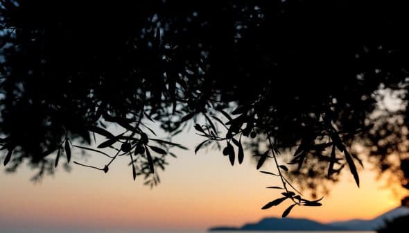 Silhouette of olive branches against a sunset sky with orange and blue hues. - Olive Oil Times