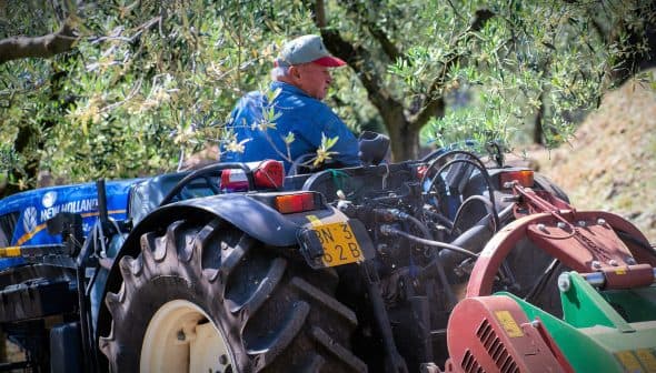 A man wearing a blue jacket and cap sits on a New Holland tractor in an olive grove. - Olive Oil Times