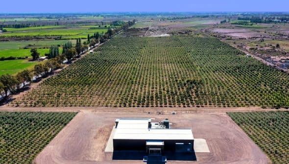 Aerial view of an olive grove with a processing facility in the foreground. - Olive Oil Times