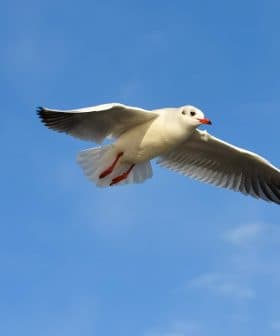 A seagull flying against a blue sky with clouds, showcasing its wings and body in mid-air. - Olive Oil Times