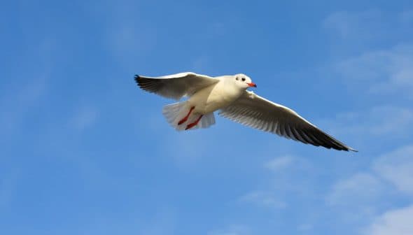 A seagull flying against a blue sky with clouds, showcasing its wings and body in mid-air. - Olive Oil Times