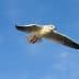 A seagull flying against a blue sky with clouds, showcasing its wings and body in mid-air. - Olive Oil Times
