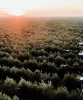 Aerial view of olive trees with harvesting equipment in the foreground during sunrise. - Olive Oil Times